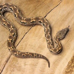 Jibóia de Dumerili de Madagascar (Acrantophis dumerili) – Macho – Id 900263003574110  Data de nascimento: 20/03/2025