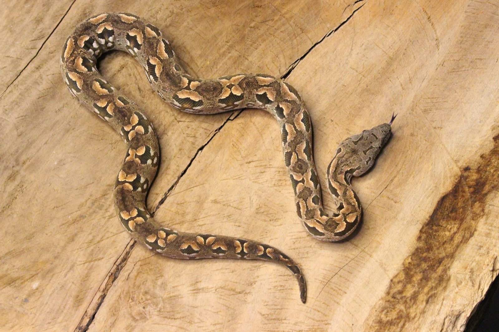 Jibóia de Dumerili de Madagascar (Acrantophis dumerili) – Macho – Id 900263003574110 Data de nascimento: 20/03/2025