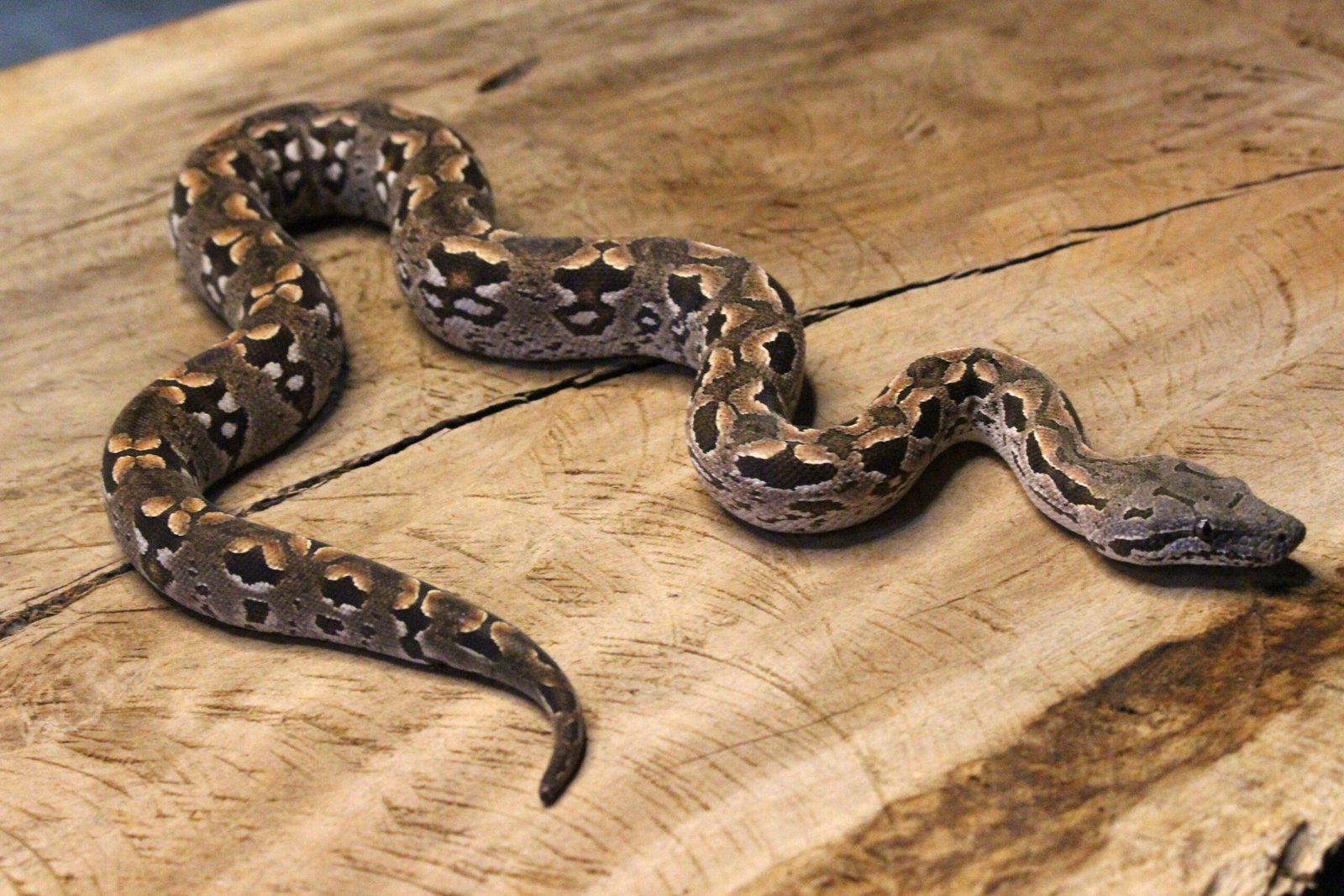 Jibóia de Dumerili de Madagascar (Acrantophis dumerili) – Macho – Id 900263003574110 Data de nascimento: 20/03/2025 - Imagem 2