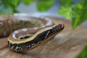 Blood Python (Python brongersmai) – Macho – Id 900263007033464