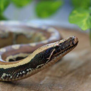 Blood Python (Python brongersmai) – Macho – Id 900263007033464