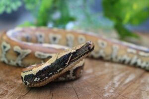 Blood Python (Python brongersmai) – Fêmea – Id 900263007033465