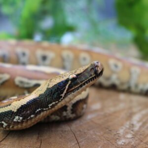 Blood Python (Python brongersmai) – Fêmea – Id 900263007033465
