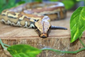 Blood Python (Python brongersmai) – Macho – Id 900263007033467