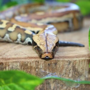 Blood Python (Python brongersmai) – Macho – Id 900263007033467