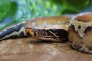 Blood Python (Python brongersmai) – Macho – Id 900263007033466