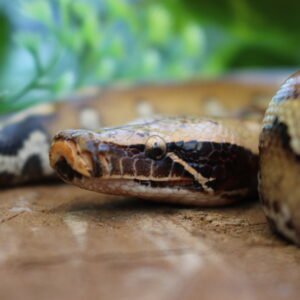 Blood Python (Python brongersmai) – Macho – Id 900263007033466