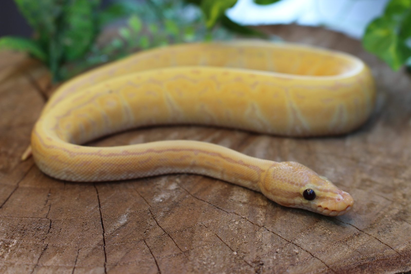 Ball Python (Python regius) – Macho – Id 900263007033477 Padrão Banana Pin - Imagem 2