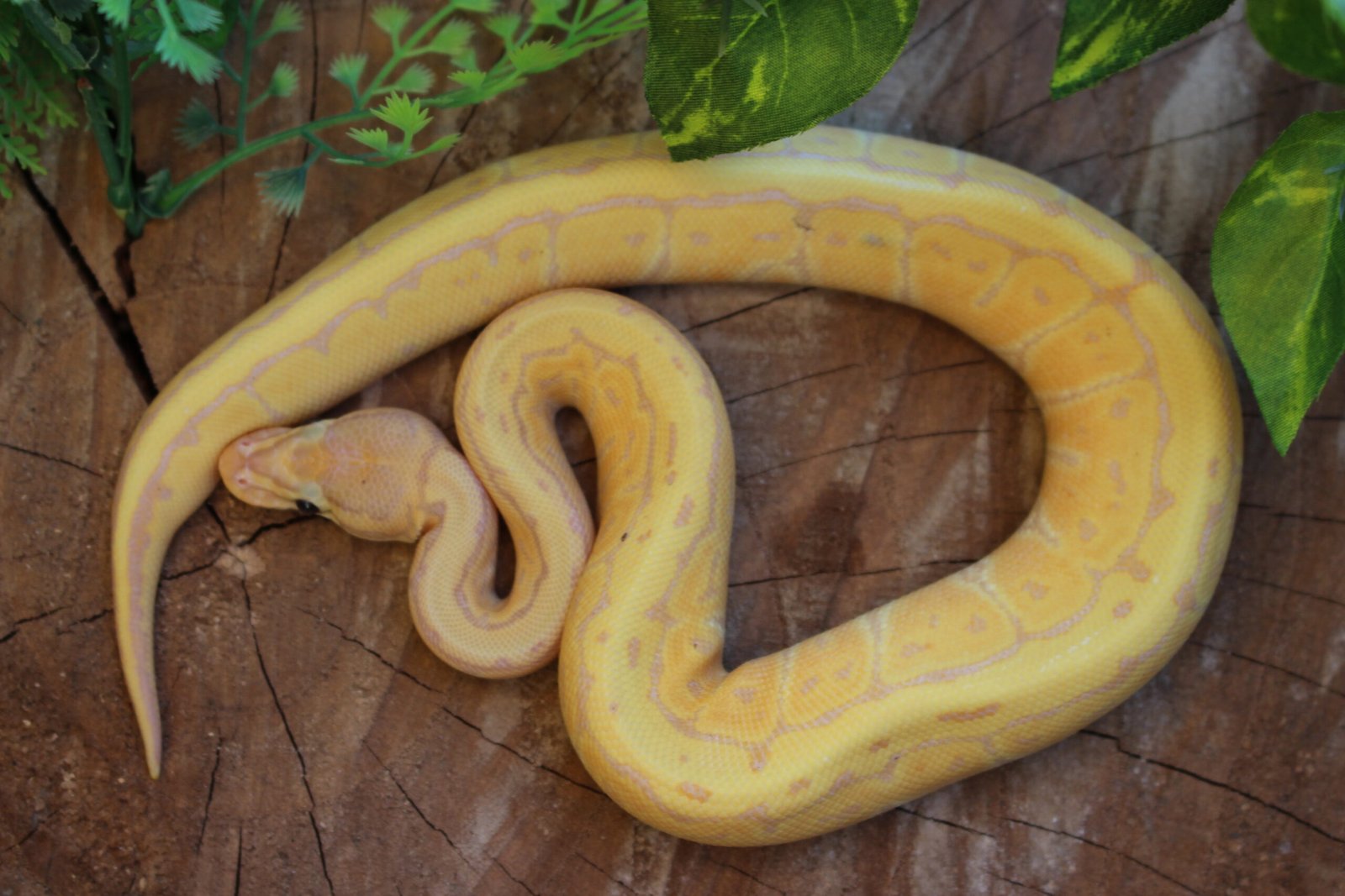 Ball Python (Python regius) – Macho – Id 900263007033477 Padrão Banana Pin - Imagem 3
