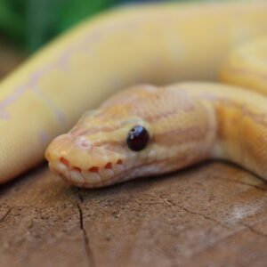 Ball Python (Python regius) – Macho – Id 900263007033477  Padrão Banana Pin