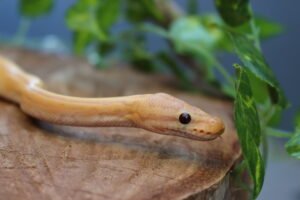 Ball Python (Python regius) – Macho – Id 900263007033478  Padrão Banana Pin