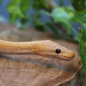 Ball Python (Python regius) – Macho – Id 900263007033478  Padrão Banana Pin