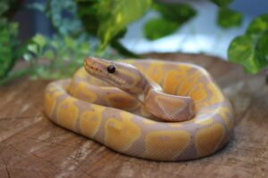 Ball Python (Python regius) – Macho – Id 900263007033479  Padrão Banana
