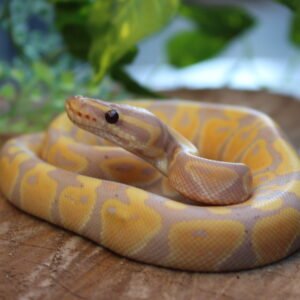 Ball Python (Python regius) – Macho – Id 900263007033479 Padrão Banana