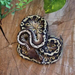 Ball Python (Python regius) – Macho – Id 900263007033490  Padrão HGW Mystic Potion
