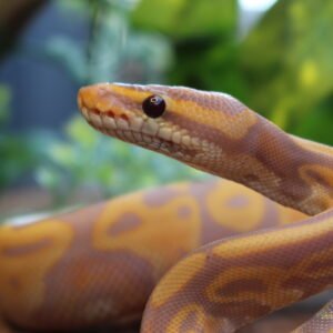 Ball Python (Python regius) – Macho – Id 900263007033497  Padrão Banana Leopard