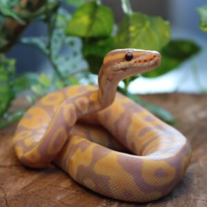 Ball Python (Python regius) – Macho – Id 900263007033499  Padrão Banana Leopard