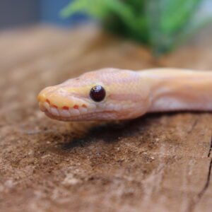 Ball Python (Python regius) – Macho – Id 900263007033500  Padrão Banana Pin