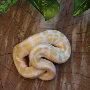 Ball Python (Python regius) – Macho – Id 900255120064391  Padrão Albino