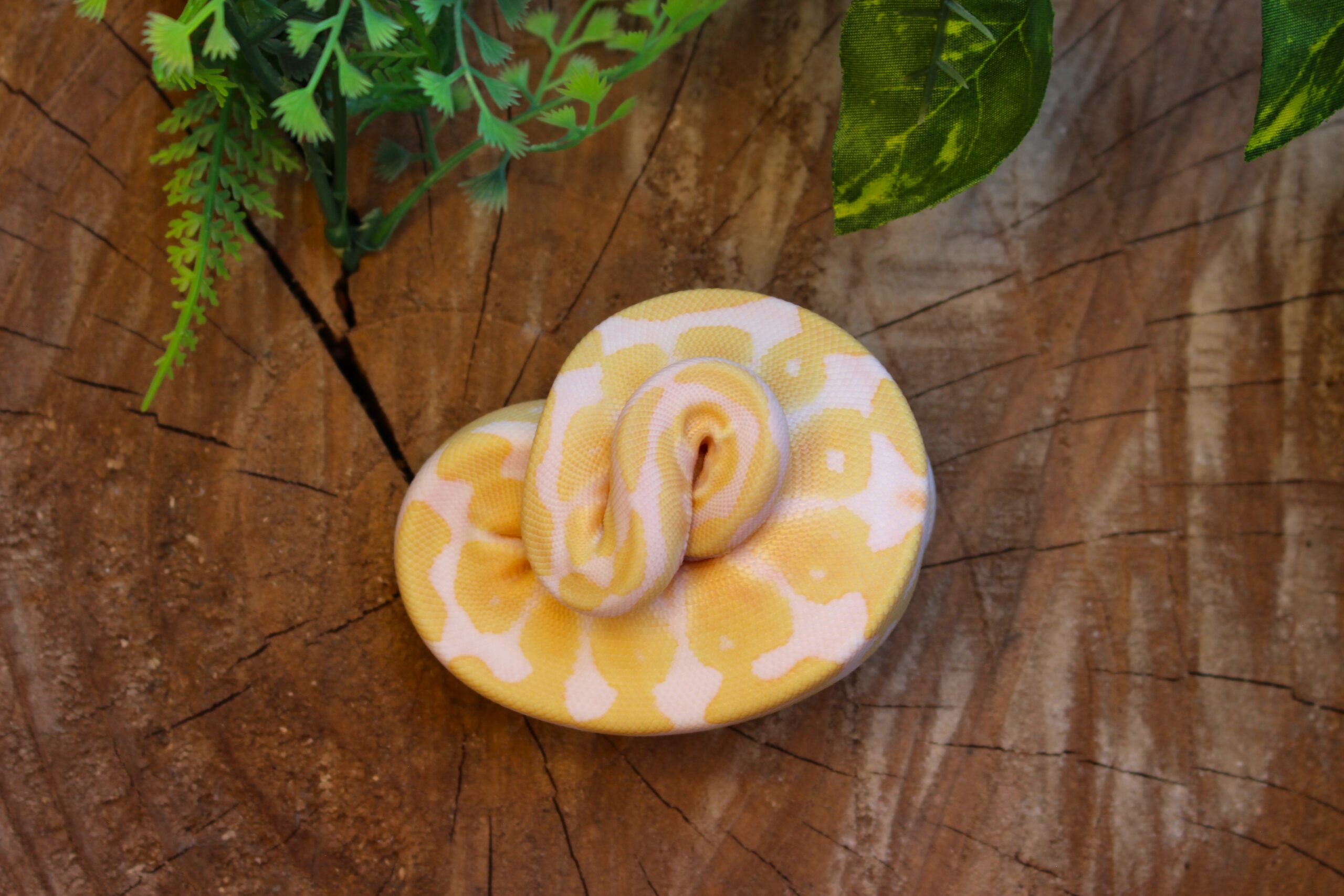 Ball Python (Python regius) – Macho – Id 900255120064392 Padrão Albino - Imagem 2