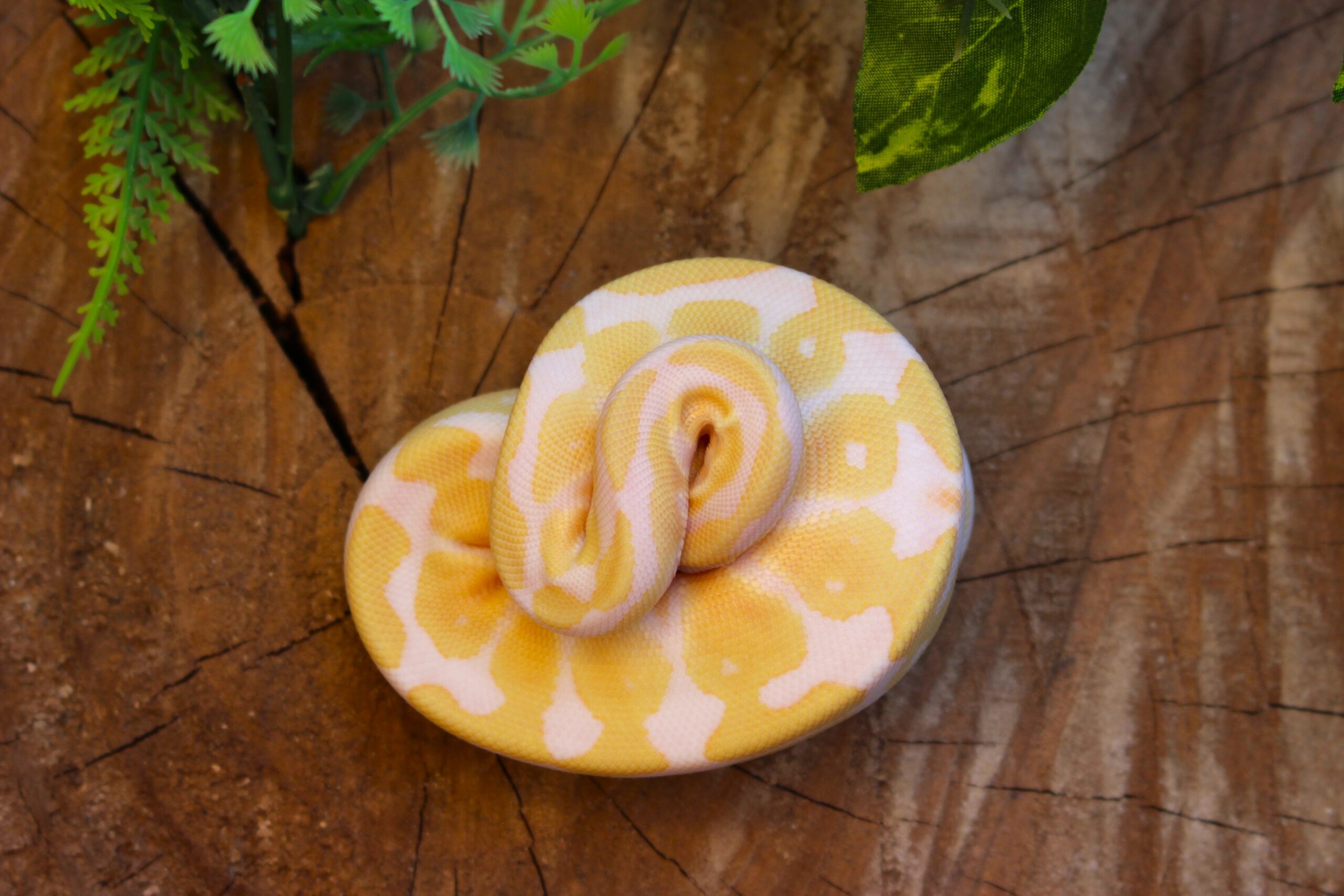Ball Python (Python regius) – Macho – Id 900255120064392 Padrão Albino - Imagem 3