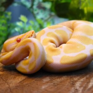 Ball Python (Python regius) – Macho – Id 900255120064392 Padrão Albino