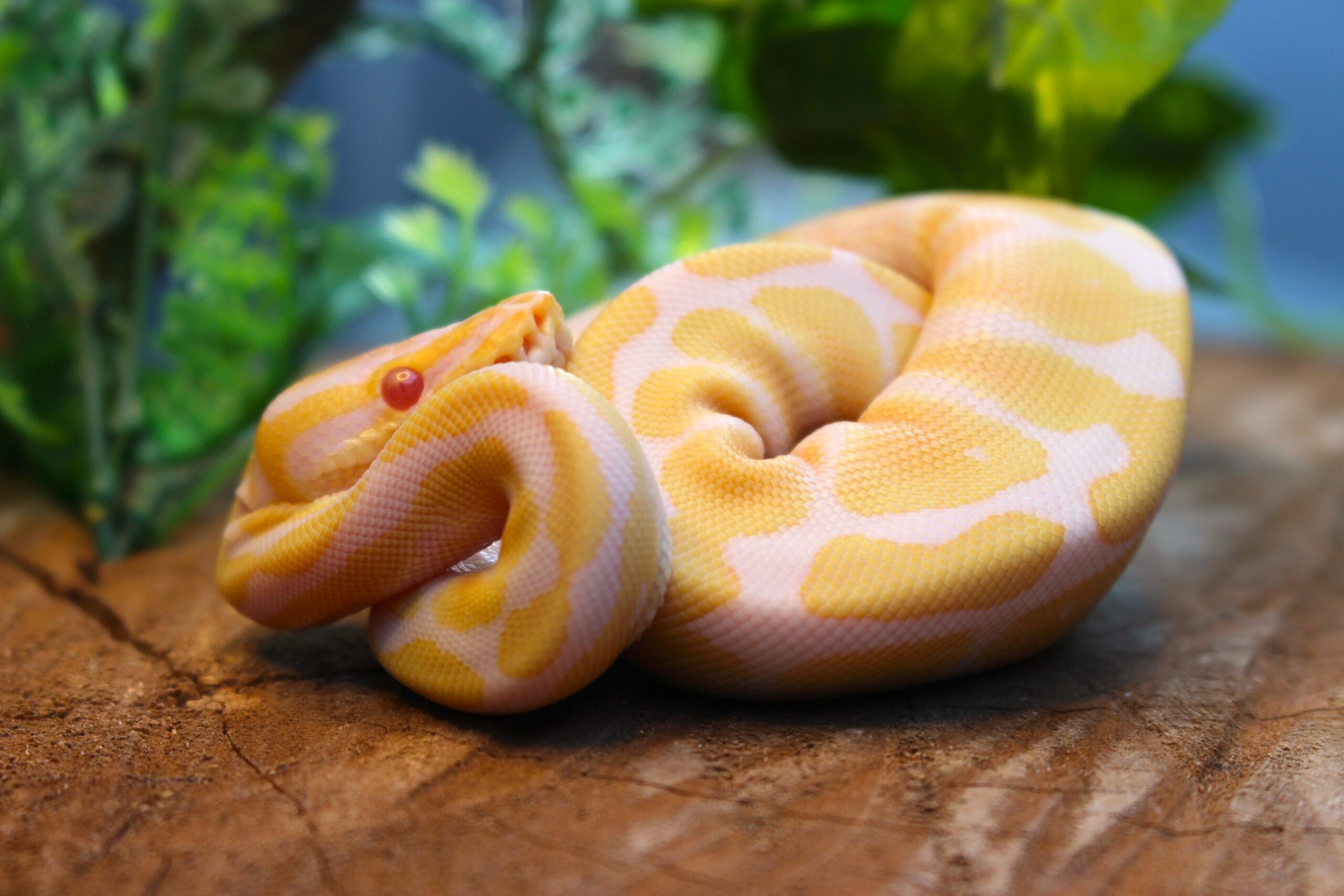 Ball Python (Python regius) – Macho – Id 900255120064392 Padrão Albino