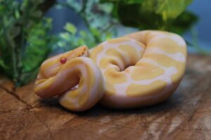 Ball Python (Python regius) – Macho – Id 900255120064392  Padrão Albino