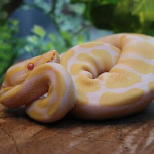 Ball Python (Python regius) – Macho – Id 900255120064392  Padrão Albino
