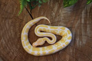Ball Python (Python regius) – Fêmea – Id 900255120064394  Padrão Albino
