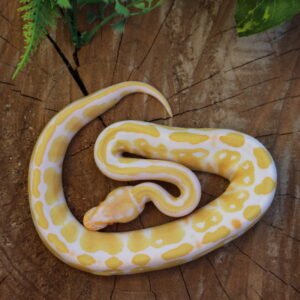 Ball Python (Python regius) – Fêmea – Id 900255120064394  Padrão Albino