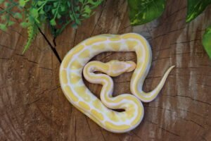 Ball Python (Python regius) – Fêmea – Id 900255120064395  Padrão Albino