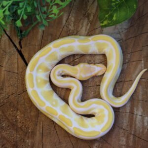 Ball Python (Python regius) – Fêmea – Id 900255120064395  Padrão Albino