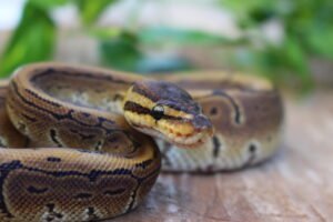 Ball Python (Python regius) – Fêmea – Id 900255120064397  Padrão Pin