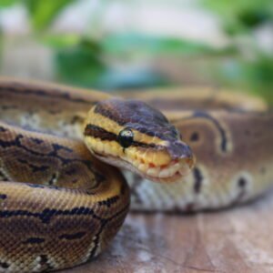 Ball Python (Python regius) – Fêmea – Id 900255120064397  Padrão Pin
