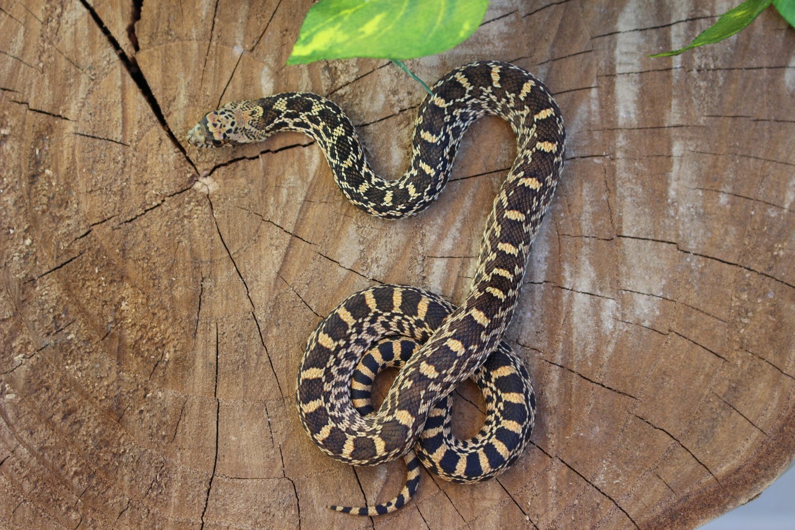 Bullsnake (Pituophis catenifer sayi) – Macho – Id 900263006268832 Padrão Red Stillwater - Imagem 2