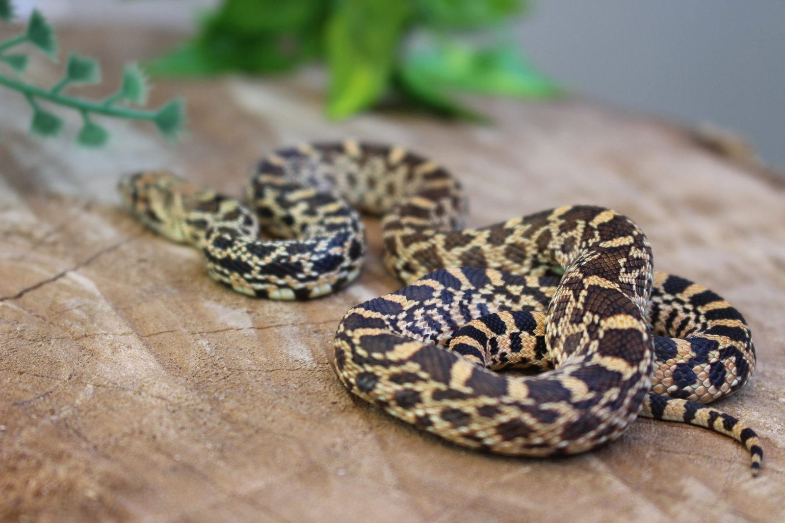 Bullsnake (Pituophis catenifer sayi) – Macho – Id 900263006268832 Padrão Red Stillwater - Imagem 3