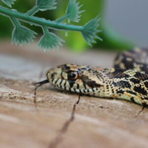 Bullsnake (Pituophis catenifer sayi) – Macho – Id 900263006268832  Padrão Red Stillwater