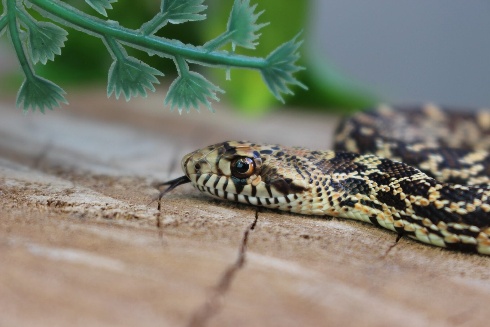 Bullsnake (Pituophis catenifer sayi) – Macho – Id 900263006268832 Padrão Red Stillwater
