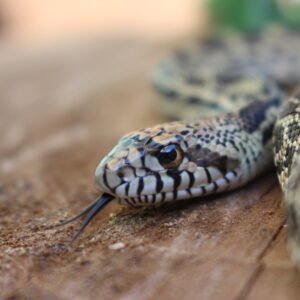 Bullsnake (Pituophis catenifer sayi) – Macho – Id 900263007033481  Padrão Red Stillwater