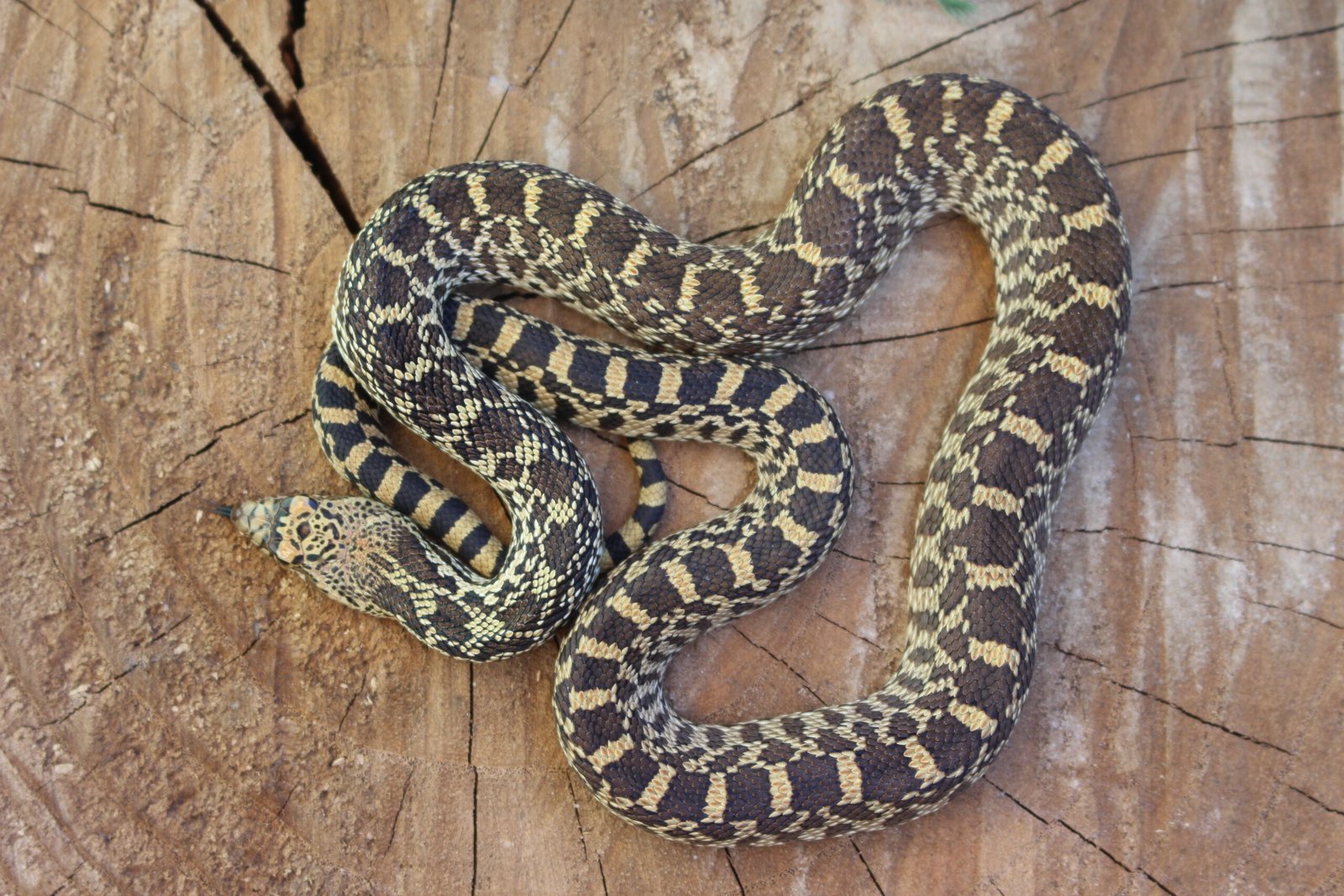 Bullsnake (Pituophis catenifer sayi) – Fêmea – Id 900263007033483 Padrão Red Stillwater - Imagem 2