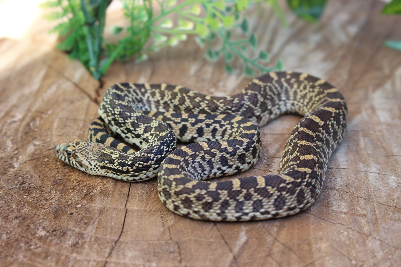 Bullsnake (Pituophis catenifer sayi) – Fêmea – Id 900263007033483 Padrão Red Stillwater - Imagem 3