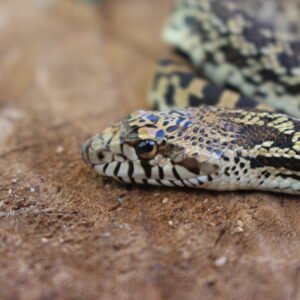 Bullsnake (Pituophis catenifer sayi) – Fêmea – Id 900263007033483 Padrão Red Stillwater