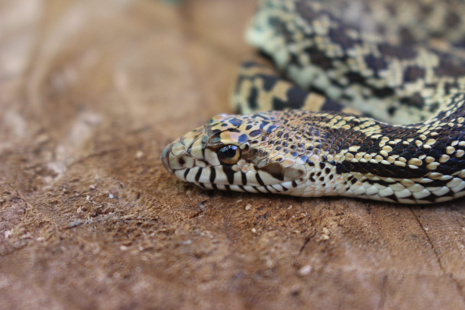 Bullsnake (Pituophis catenifer sayi) – Fêmea – Id 900263007033483 Padrão Red Stillwater