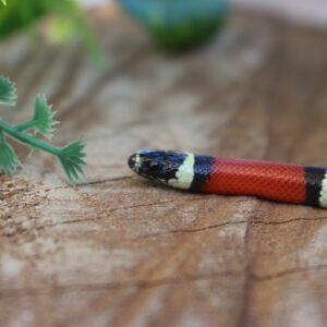 VENDIDO - Milksnake Nelsoni (Lampropeltis triangulum) – Fêmea – Id 900263007033494