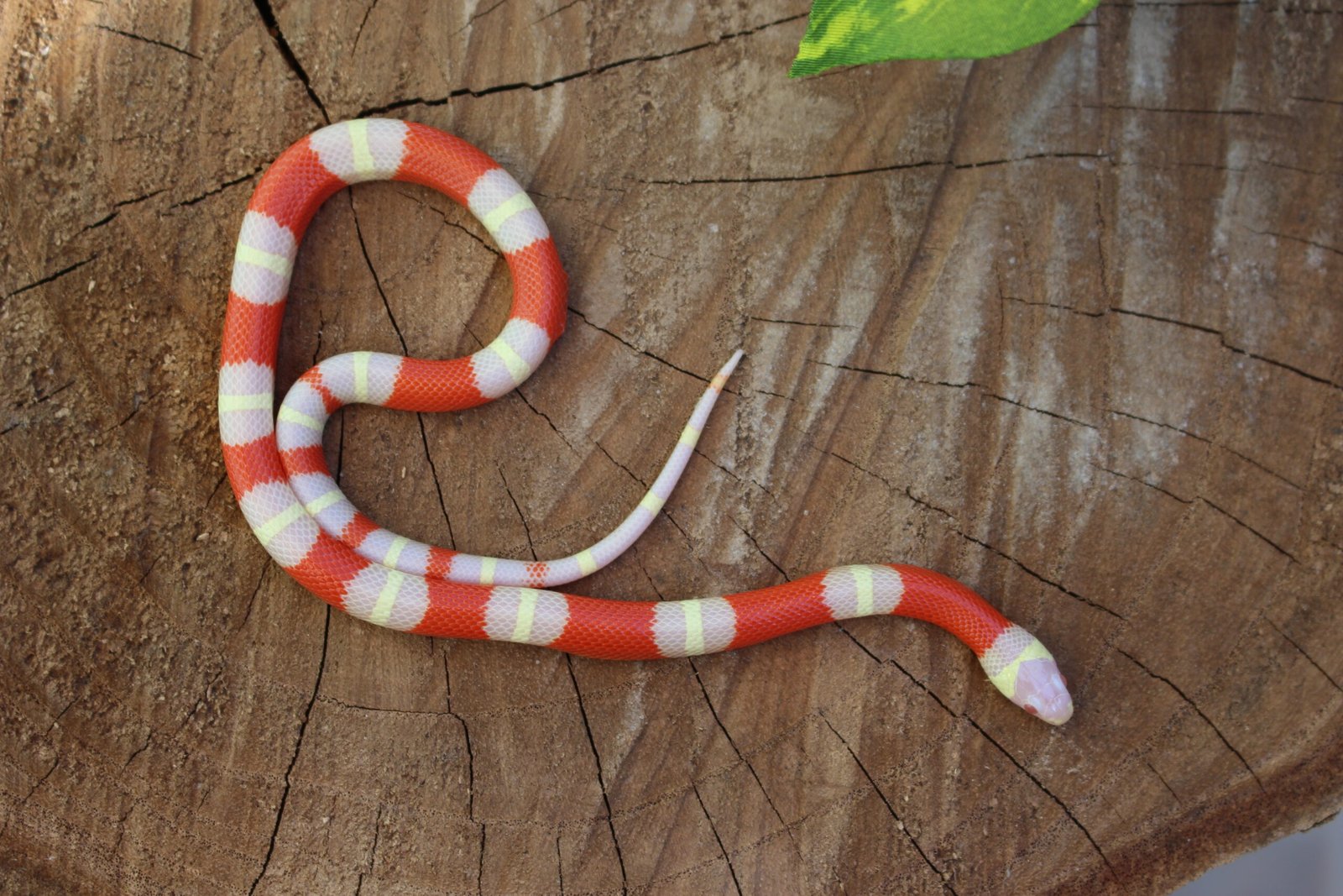 Milksnake Nelsoni (Lampropeltis triangulum) – Fêmea – Id 900263007033495 Padrão Albino - Imagem 3
