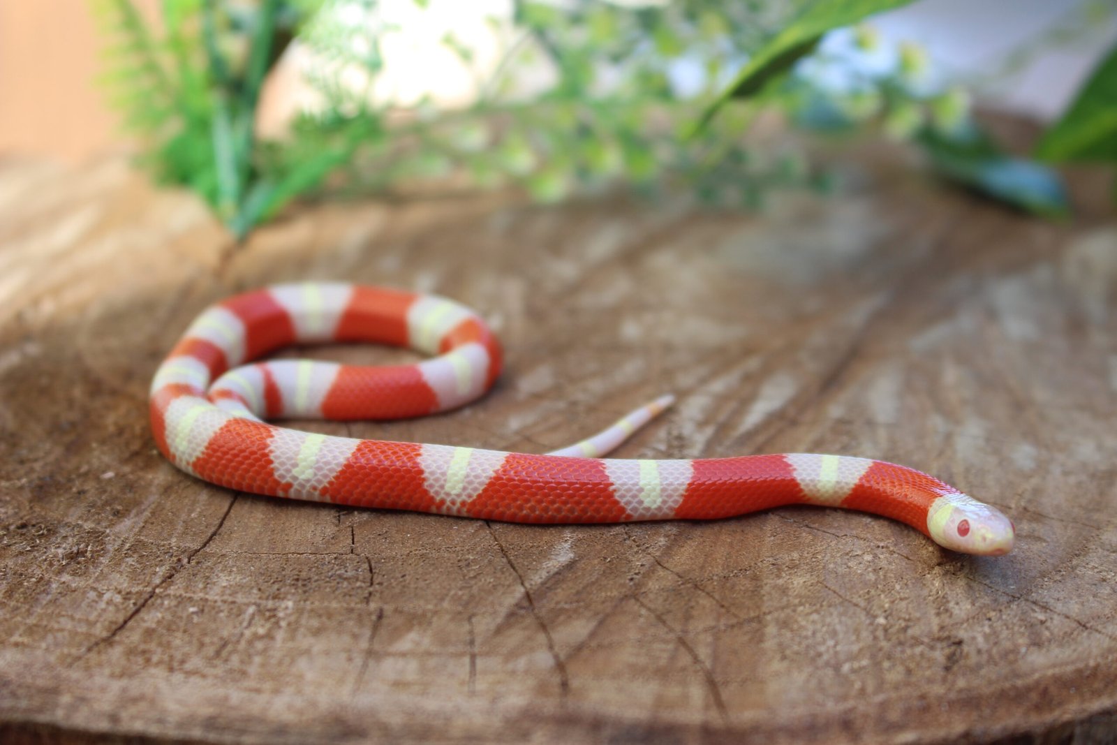Milksnake Nelsoni (Lampropeltis triangulum) – Fêmea – Id 900263007033495 Padrão Albino - Imagem 2