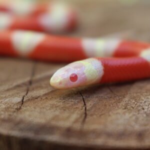 Milksnake Nelsoni (Lampropeltis triangulum) – Fêmea – Id 900263007033495 Padrão Albino
