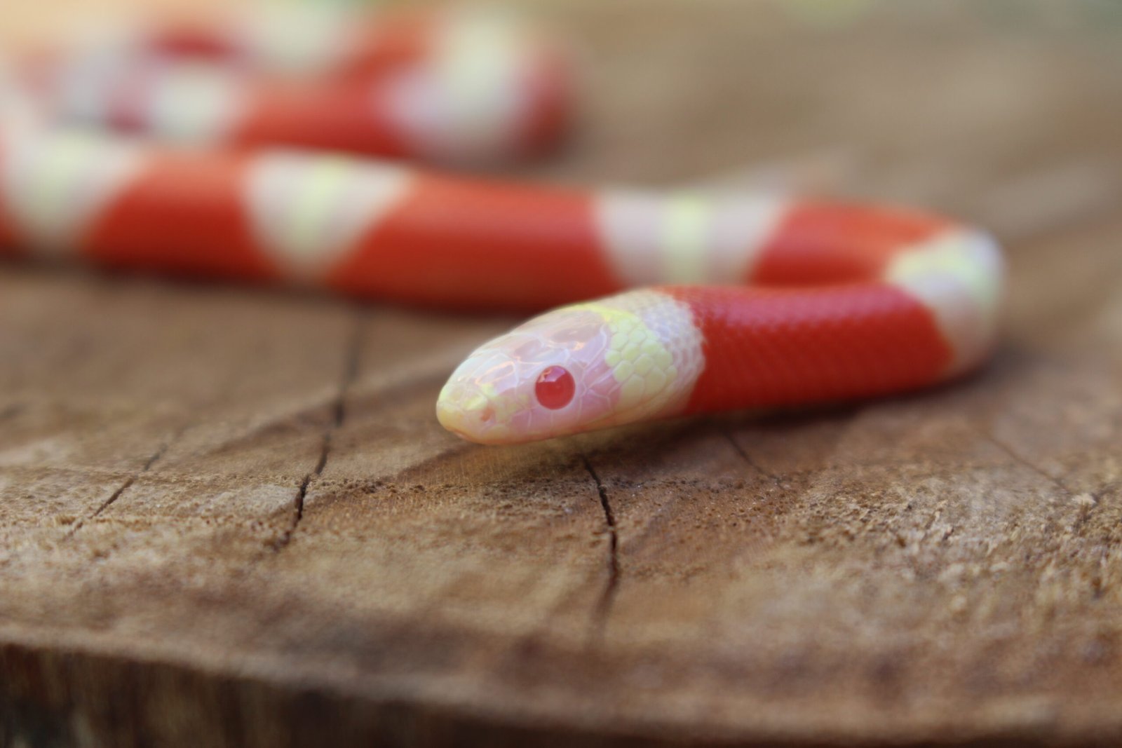 Milksnake Nelsoni (Lampropeltis triangulum) – Fêmea – Id 900263007033495 Padrão Albino