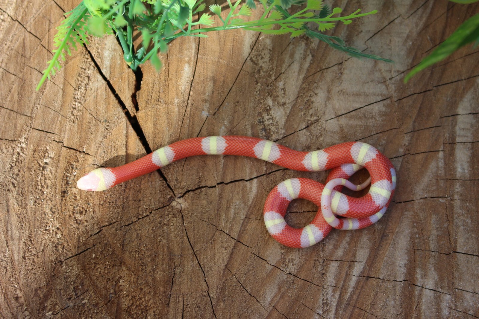 VENDIDO - Milksnake Nelsoni (Lampropeltis triangulum) – Macho – Id 900263007033496 Padrão Albino - Imagem 3
